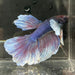 the-fish-farm Male Betta Male Betta - One Only - 9 Choose your favourite Male Betta from The Fish Farm Australia