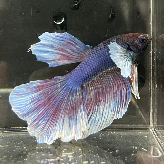 the-fish-farm Male Betta Male Betta - One Only - 9 Choose your favourite Male Betta from The Fish Farm Australia