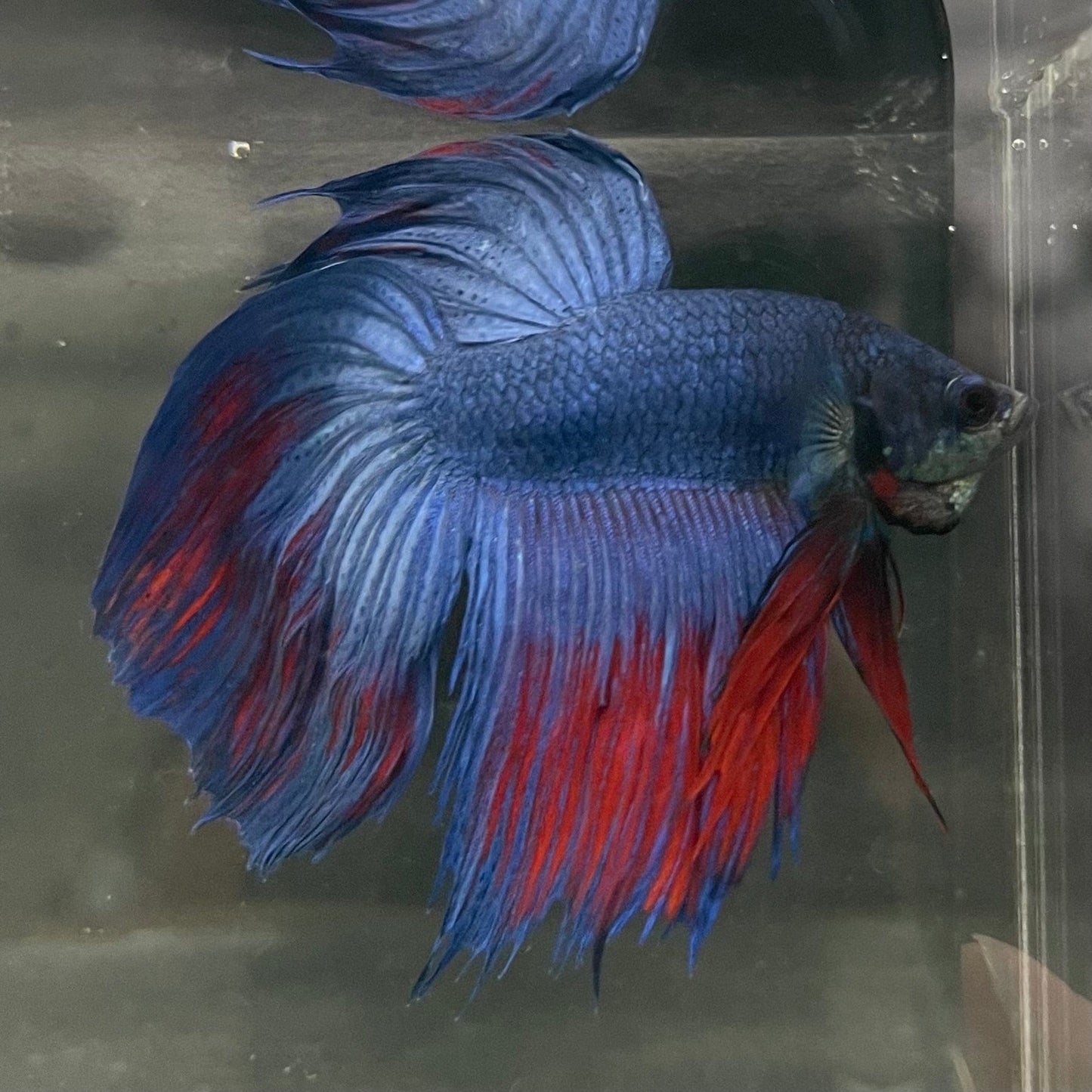 the-fish-farm Male Betta Male Betta - One Only - 9 Choose your favourite Male Betta from The Fish Farm Australia