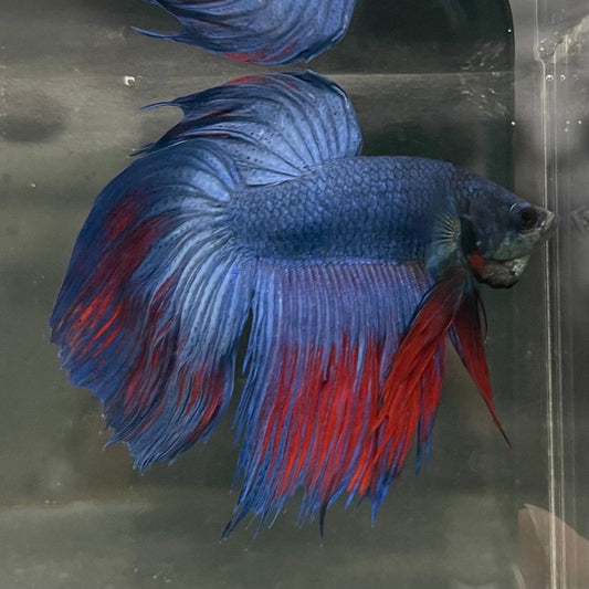 the-fish-farm Male Betta Male Betta - One Only - 9 Choose your favourite Male Betta from The Fish Farm Australia