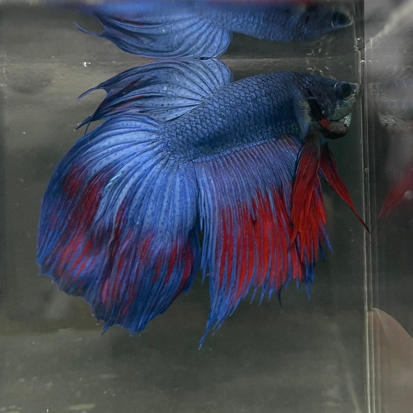 the-fish-farm Male Betta Male Betta - One Only - 9 Choose your favourite Male Betta from The Fish Farm Australia