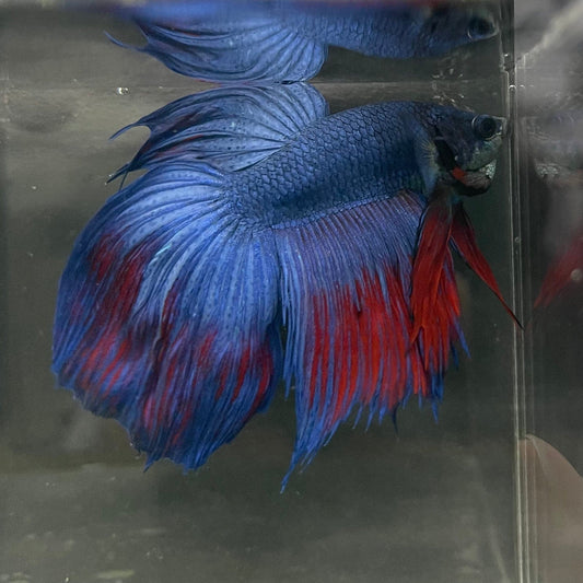 the-fish-farm Male Betta Male Betta - One Only - 9 Choose your favourite Male Betta from The Fish Farm Australia