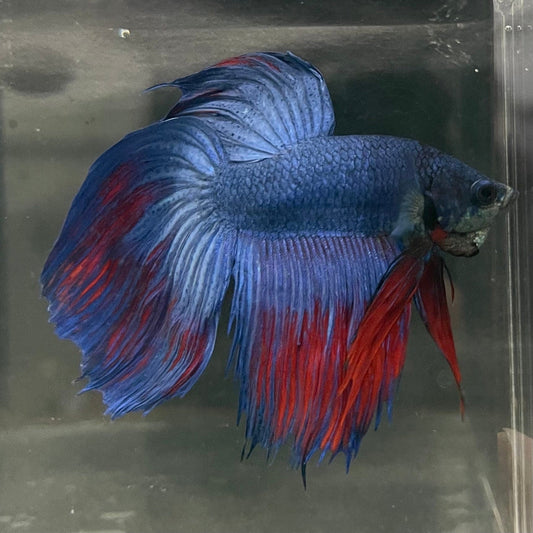 the-fish-farm Male Betta Male Betta - One Only - 9 Choose your favourite Male Betta from The Fish Farm Australia