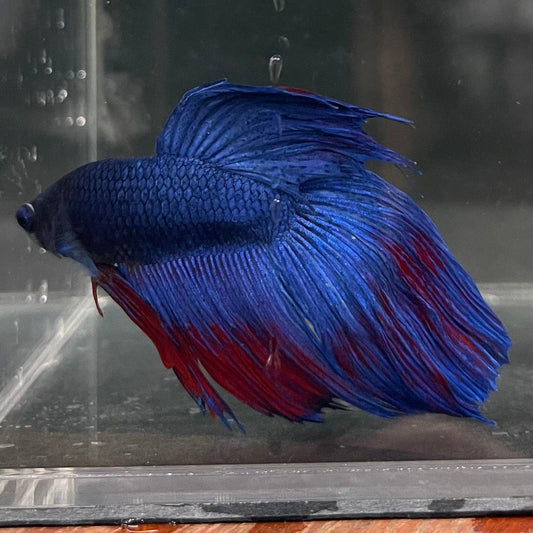 the-fish-farm Male Betta Male Betta - One Only - 9 Choose your favourite Male Betta from The Fish Farm Australia