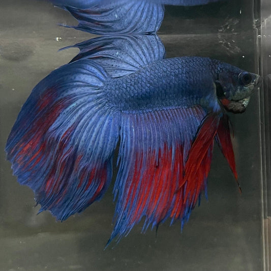 the-fish-farm Male Betta Male Betta - One Only - 9 Choose your favourite Male Betta from The Fish Farm Australia