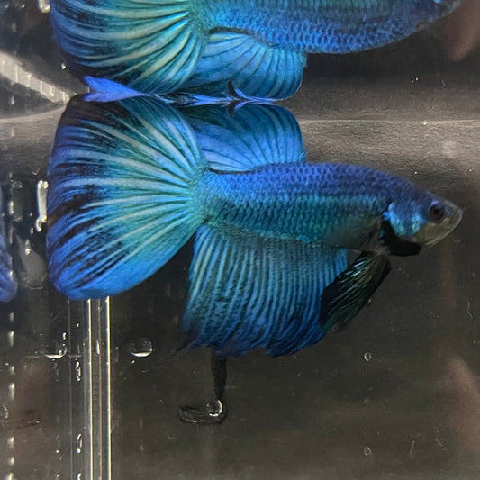 the-fish-farm Male Betta Male Betta - One Only - 9 Choose your favourite Male Betta from The Fish Farm Australia