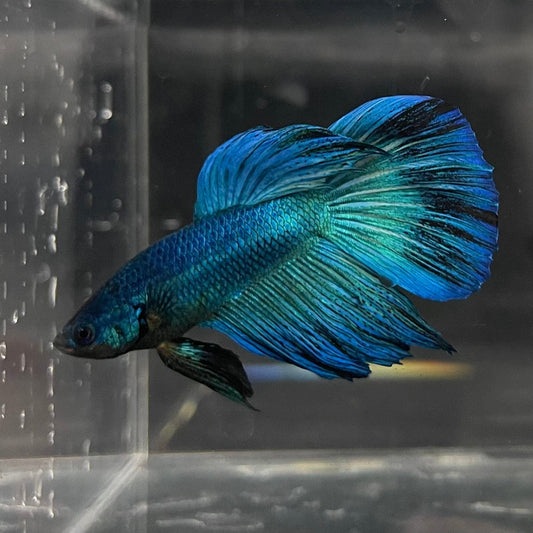 the-fish-farm Male Betta Male Betta - One Only - 9 Choose your favourite Male Betta from The Fish Farm Australia