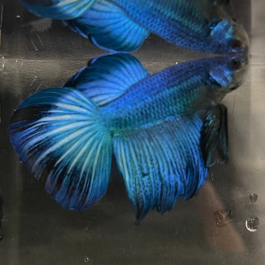 the-fish-farm Male Betta Male Betta - One Only - 9 Choose your favourite Male Betta from The Fish Farm Australia