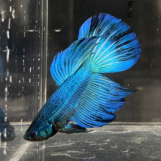 the-fish-farm Male Betta Male Betta - One Only - 9 Choose your favourite Male Betta from The Fish Farm Australia