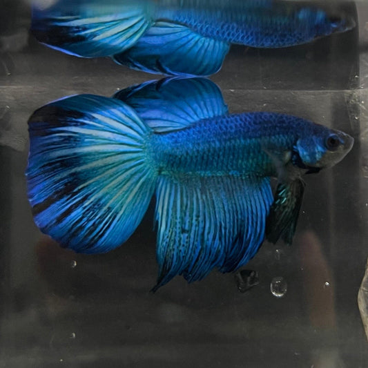 the-fish-farm Male Betta Male Betta - One Only - 9 Choose your favourite Male Betta from The Fish Farm Australia