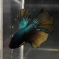 the-fish-farm Male Betta Male Betta - One Only - 9 Choose your favourite Male Betta from The Fish Farm Australia