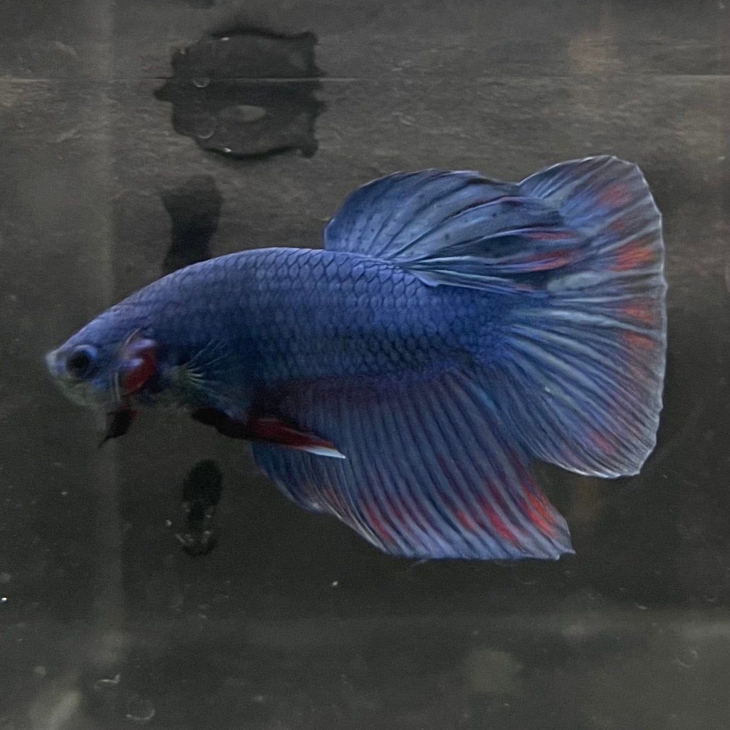 the-fish-farm Male Betta Male Betta - One Only - 9 Choose your favourite Male Betta from The Fish Farm Australia