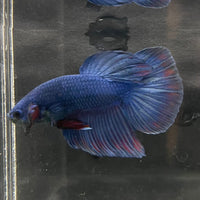 the-fish-farm Male Betta Male Betta - One Only - 9 Choose your favourite Male Betta from The Fish Farm Australia