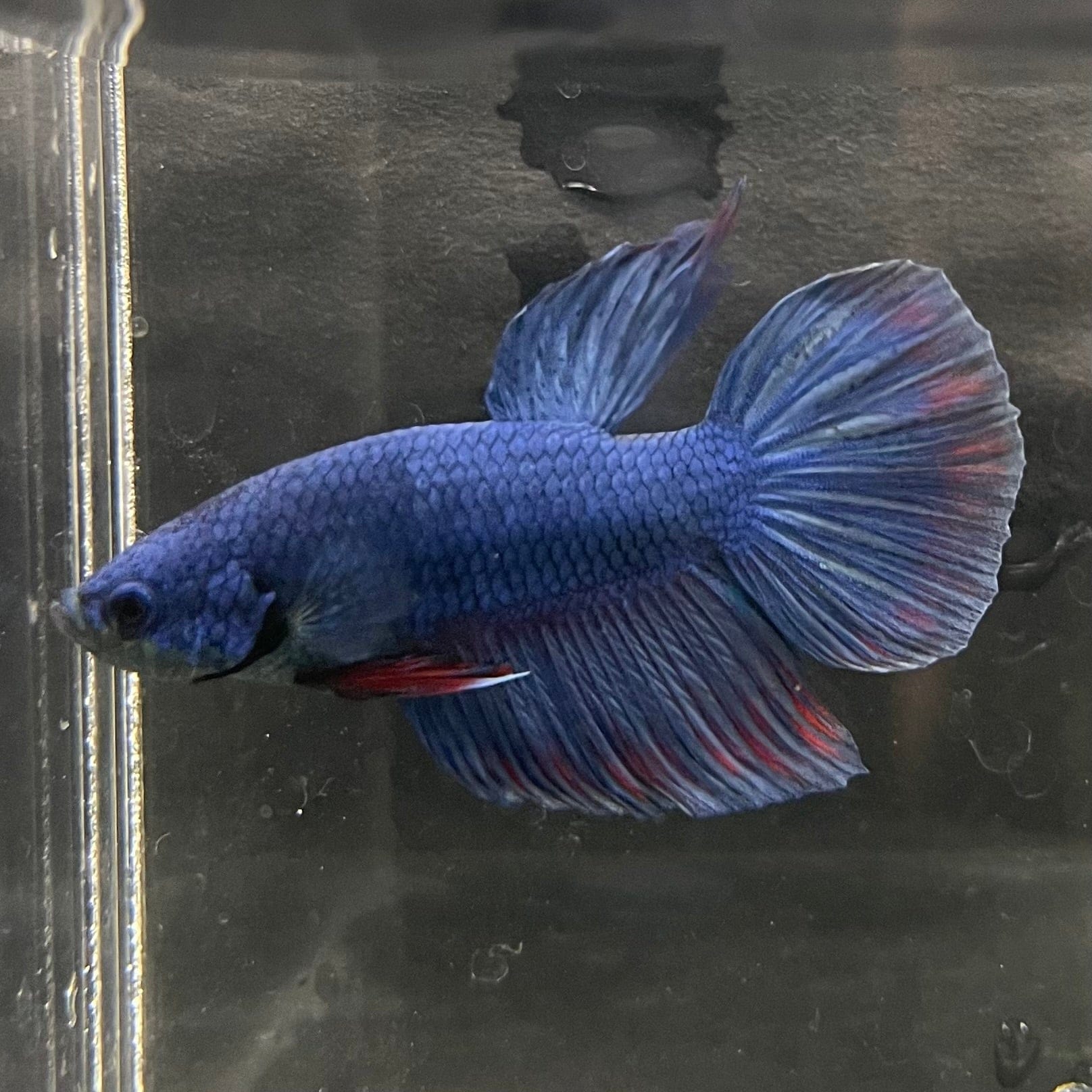 the-fish-farm Male Betta Male Betta - One Only - 9 Choose your favourite Male Betta from The Fish Farm Australia