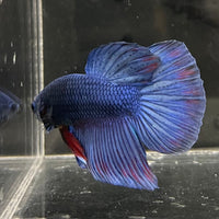 the-fish-farm Male Betta Male Betta - One Only - 9 Choose your favourite Male Betta from The Fish Farm Australia