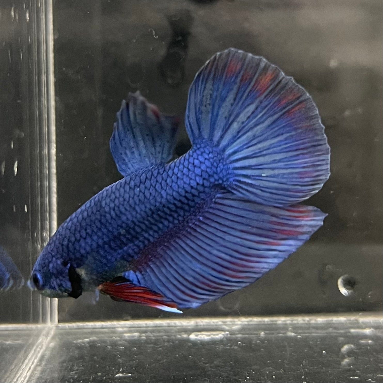 the-fish-farm Male Betta Male Betta - One Only - 9 Choose your favourite Male Betta from The Fish Farm Australia