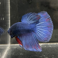 the-fish-farm Male Betta Male Betta - One Only - 9 Choose your favourite Male Betta from The Fish Farm Australia