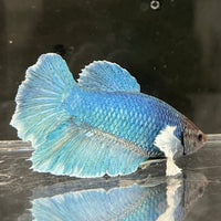 the-fish-farm Male Betta Male Betta - One Only - 9 Choose your favourite Male Betta from The Fish Farm Australia