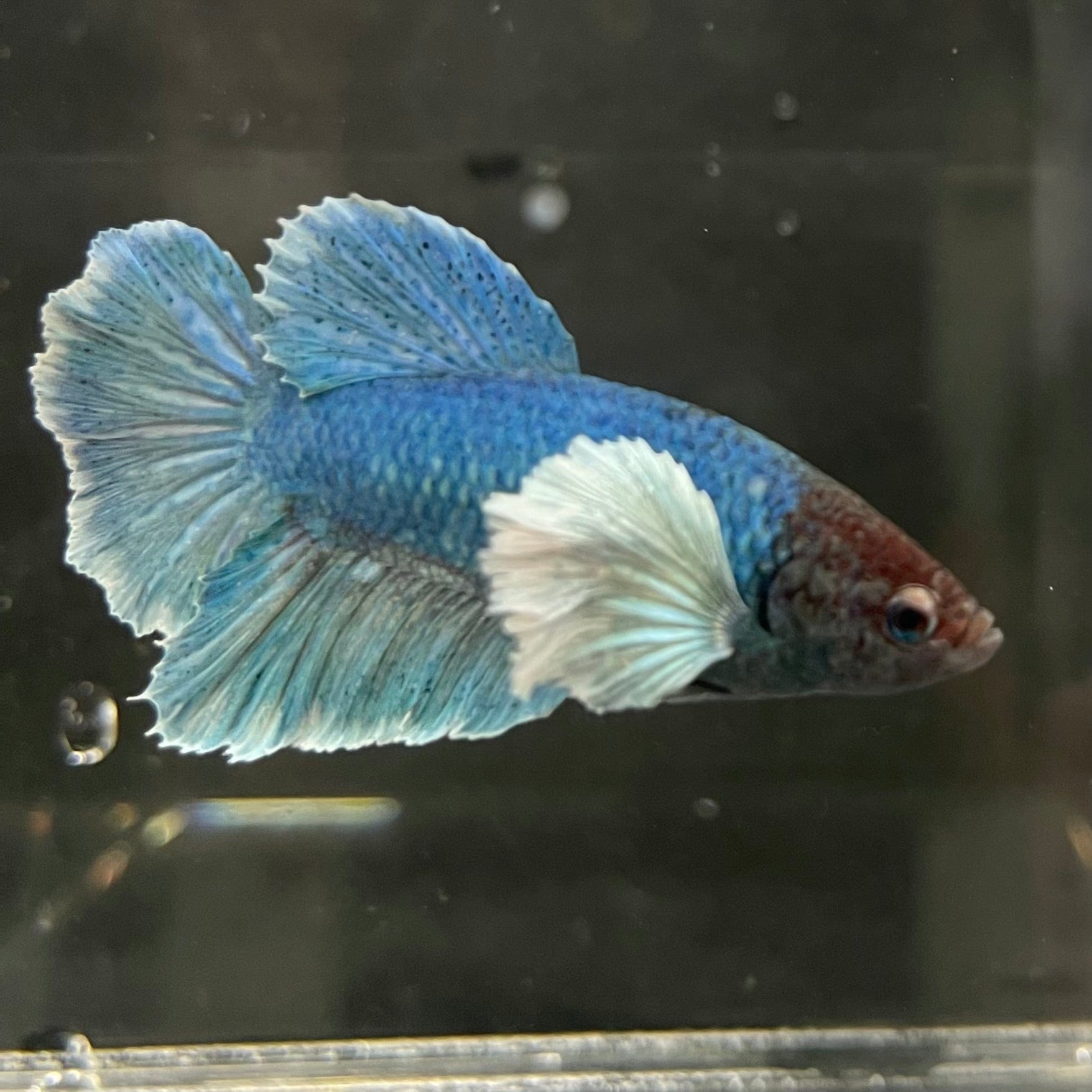 the-fish-farm Male Betta Male Betta - One Only - 9 Choose your favourite Male Betta from The Fish Farm Australia