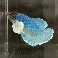 the-fish-farm Male Betta Male Betta - One Only - 9 Choose your favourite Male Betta from The Fish Farm Australia