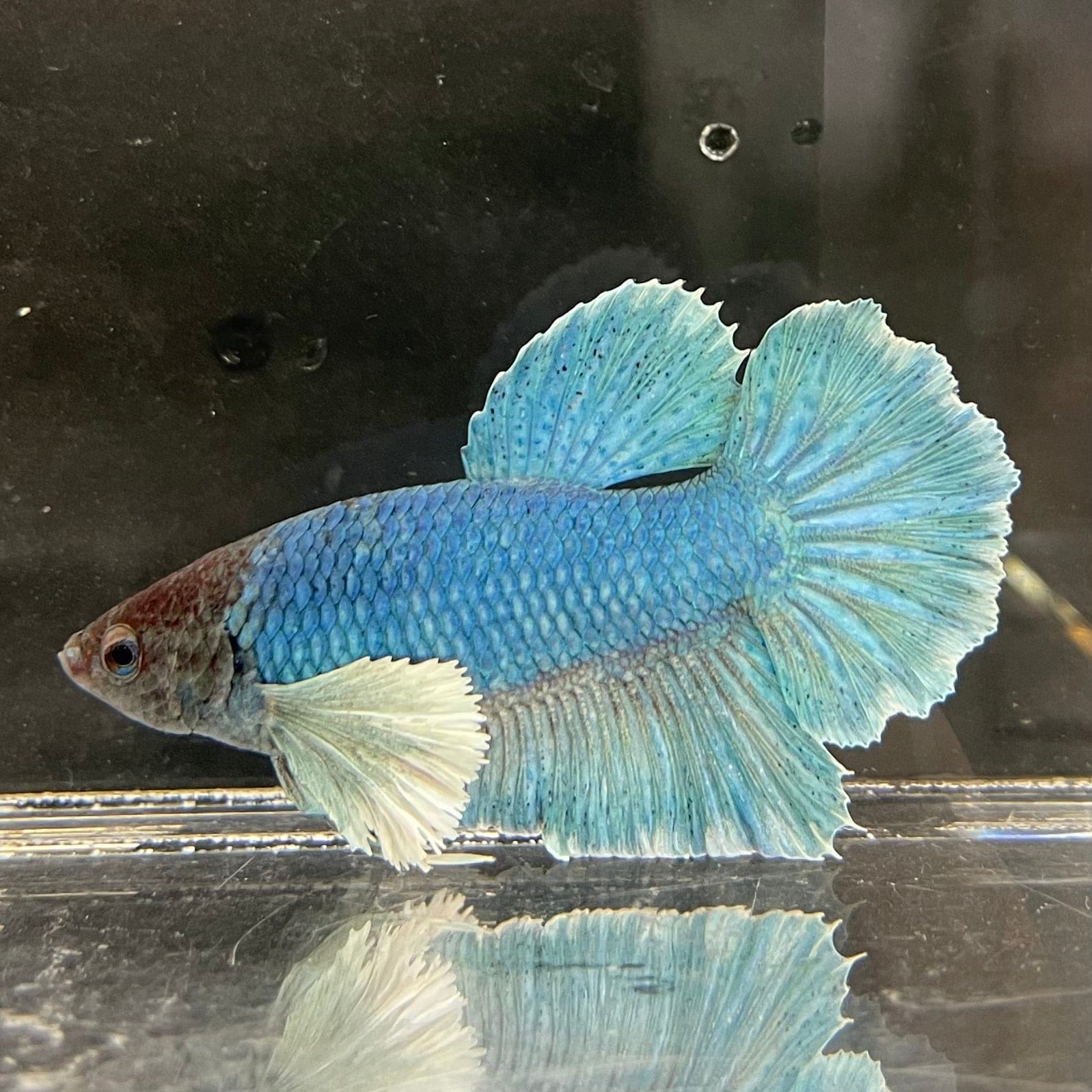 the-fish-farm Male Betta Male Betta - One Only - 9 Choose your favourite Male Betta from The Fish Farm Australia