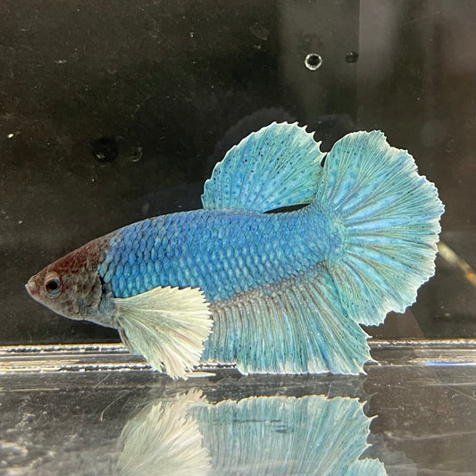 the-fish-farm Male Betta Male Betta - One Only - 9 Choose your favourite Male Betta from The Fish Farm Australia