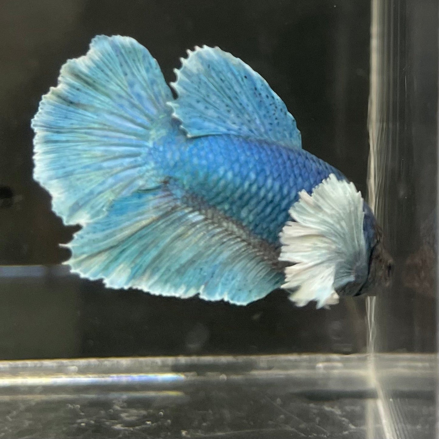 the-fish-farm Male Betta Male Betta - One Only - 9 Choose your favourite Male Betta from The Fish Farm Australia