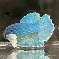 the-fish-farm Male Betta Male Betta - One Only - 9 Choose your favourite Male Betta from The Fish Farm Australia