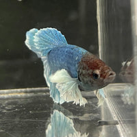 the-fish-farm Male Betta Male Betta - One Only - 9 Choose your favourite Male Betta from The Fish Farm Australia