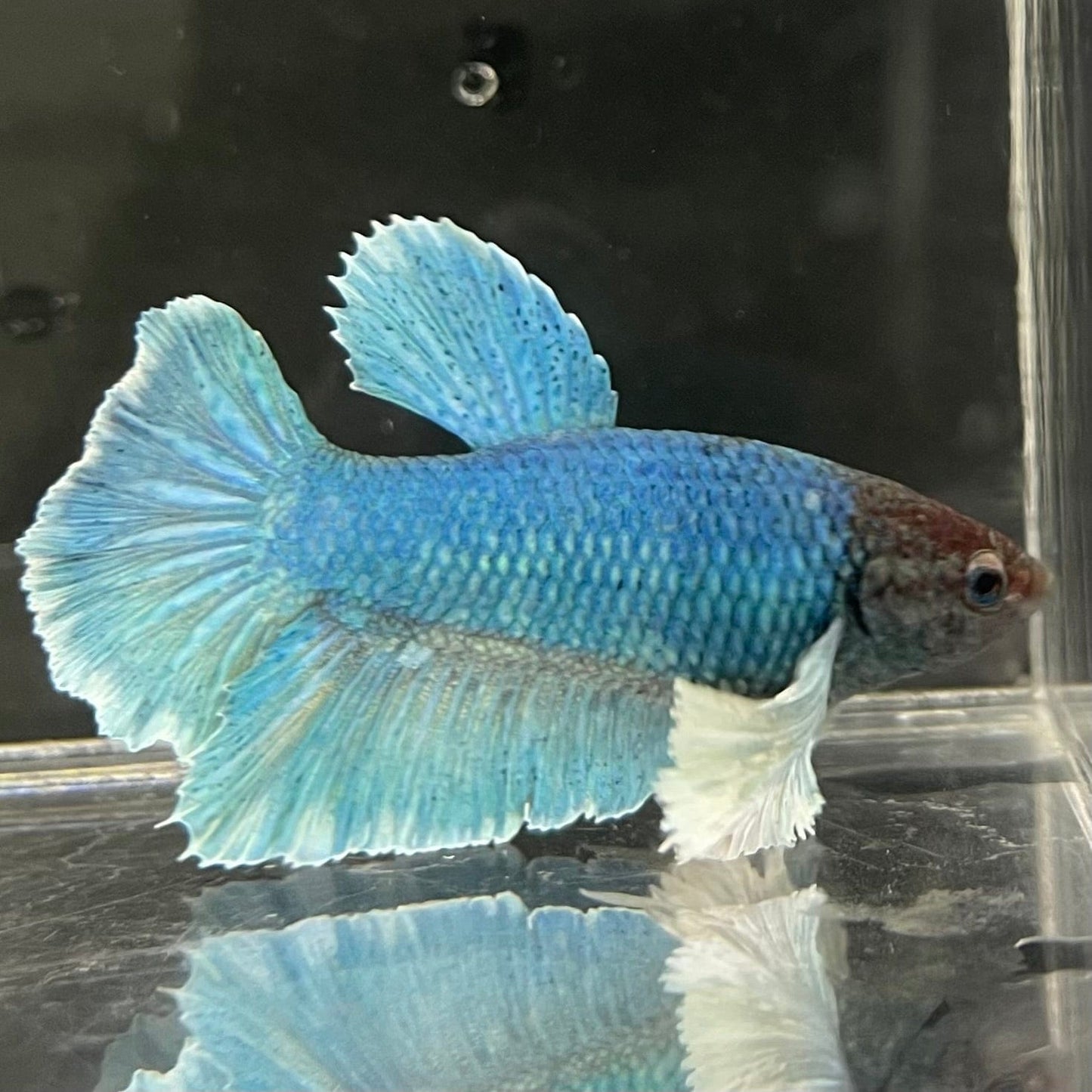 the-fish-farm Male Betta Male Betta - One Only - 9 Choose your favourite Male Betta from The Fish Farm Australia
