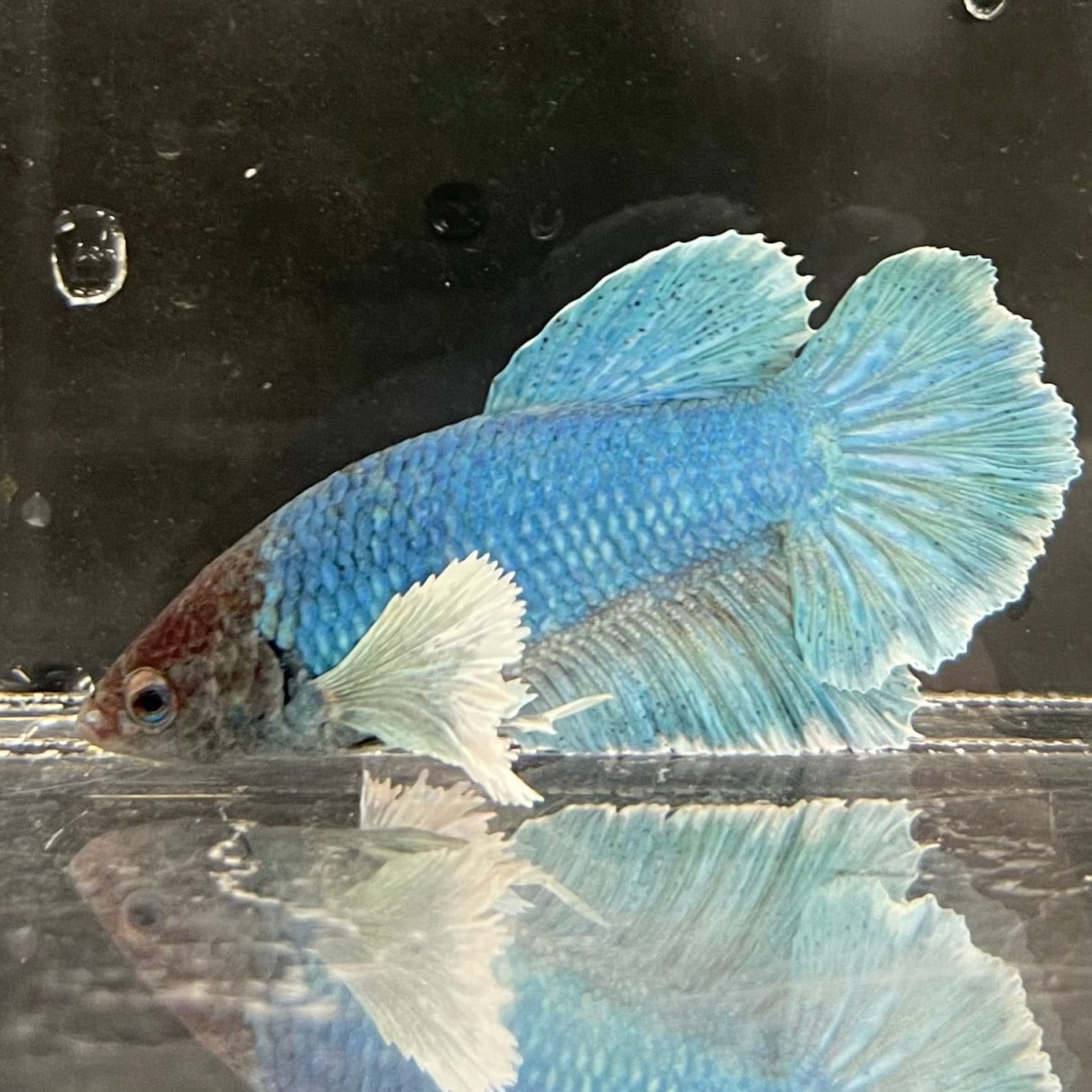 the-fish-farm Male Betta Male Betta - One Only - 9 Choose your favourite Male Betta from The Fish Farm Australia