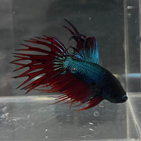 the-fish-farm Male Betta Male Betta - One Only - 9 Choose your favourite Male Betta from The Fish Farm Australia