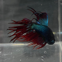 the-fish-farm Male Betta Male Betta - One Only - 9 Choose your favourite Male Betta from The Fish Farm Australia