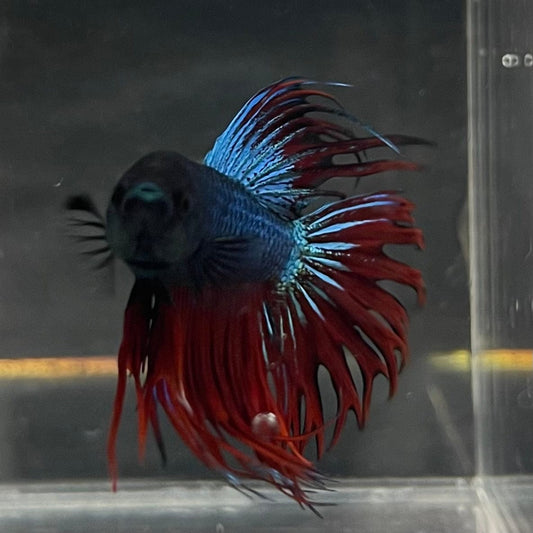 the-fish-farm Male Betta Male Betta - One Only - 9 Choose your favourite Male Betta from The Fish Farm Australia