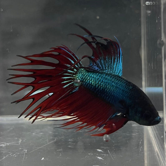 the-fish-farm Male Betta Male Betta - One Only - 9 Choose your favourite Male Betta from The Fish Farm Australia