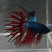 the-fish-farm Male Betta Male Betta - One Only - 9 Choose your favourite Male Betta from The Fish Farm Australia