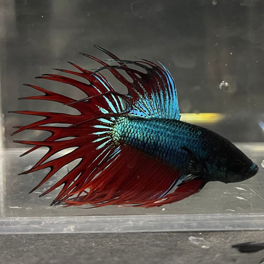 the-fish-farm Male Betta Male Betta - One Only - 9 Choose your favourite Male Betta from The Fish Farm Australia