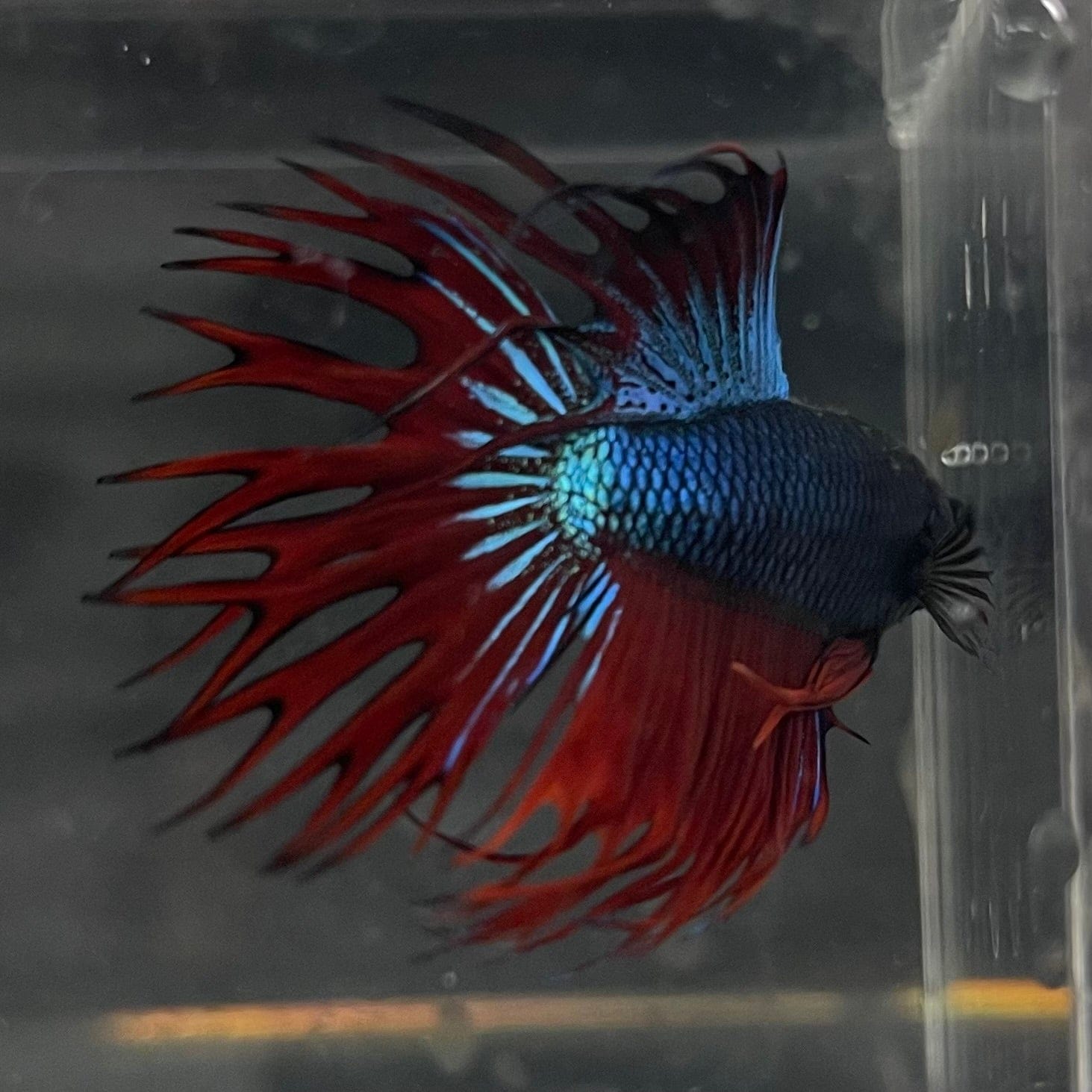 the-fish-farm Male Betta Male Betta - One Only - 9 Choose your favourite Male Betta from The Fish Farm Australia