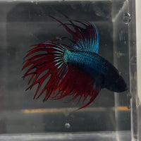 the-fish-farm Male Betta Male Betta - One Only - 9 Choose your favourite Male Betta from The Fish Farm Australia