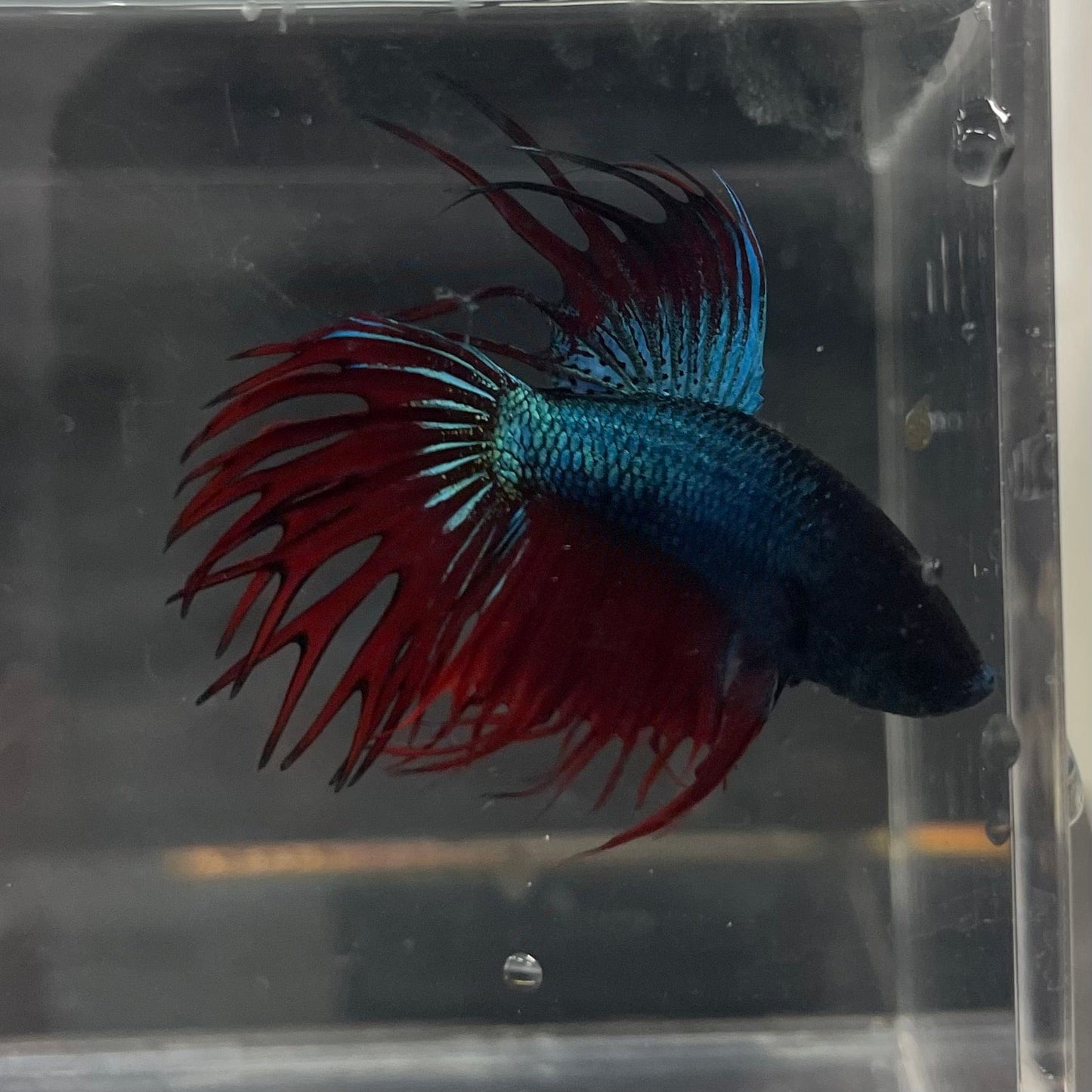 the-fish-farm Male Betta Male Betta - One Only - 9 Choose your favourite Male Betta from The Fish Farm Australia