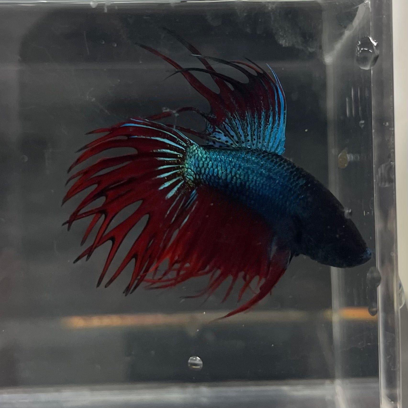 the-fish-farm Male Betta Male Betta - One Only - 9 Choose your favourite Male Betta from The Fish Farm Australia