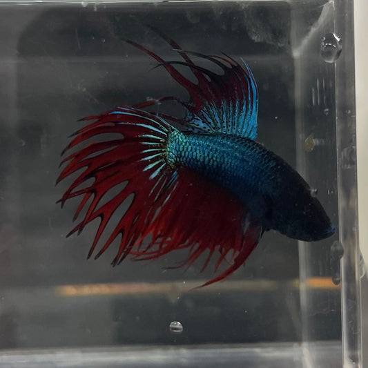 the-fish-farm Male Betta Male Betta - One Only - 9 Choose your favourite Male Betta from The Fish Farm Australia