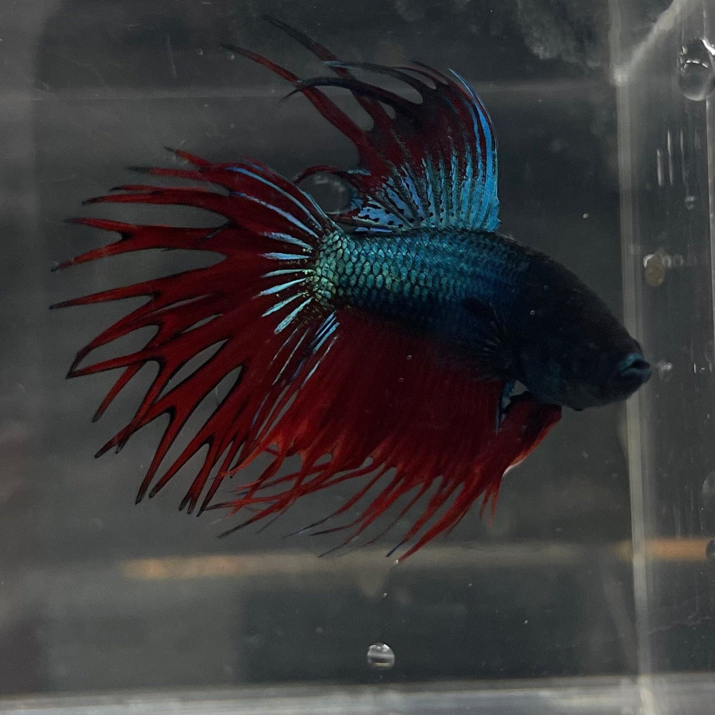 the-fish-farm Male Betta Male Betta - One Only - 9 Choose your favourite Male Betta from The Fish Farm Australia