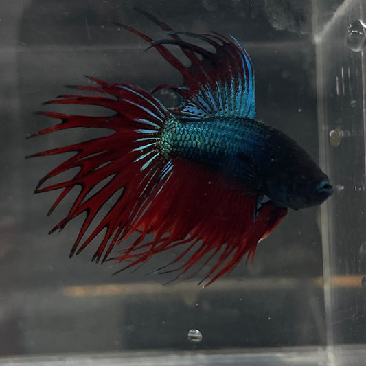 the-fish-farm Male Betta Male Betta - One Only - 9 Choose your favourite Male Betta from The Fish Farm Australia