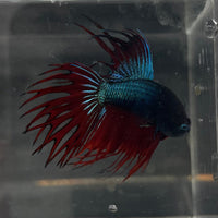 the-fish-farm Male Betta Male Betta - One Only - 9 Choose your favourite Male Betta from The Fish Farm Australia