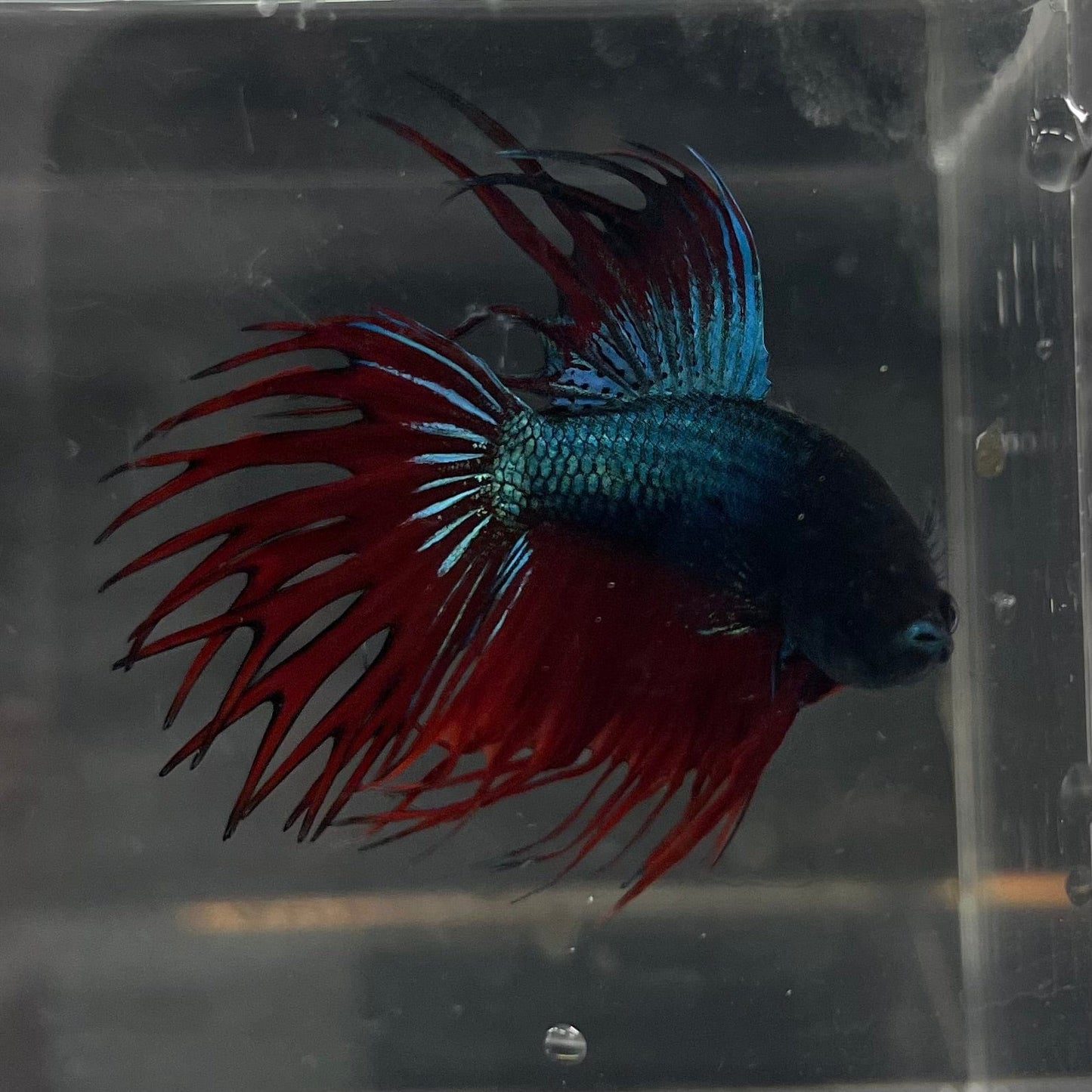 the-fish-farm Male Betta Male Betta - One Only - 9 Choose your favourite Male Betta from The Fish Farm Australia