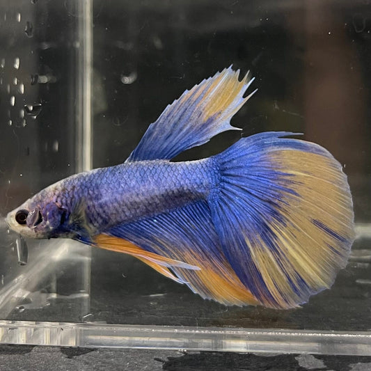 the-fish-farm Male Betta Male Betta - One Only - 9 Choose your favourite Male Betta from The Fish Farm Australia