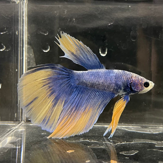 the-fish-farm Male Betta Male Betta - One Only - 9 Choose your favourite Male Betta from The Fish Farm Australia