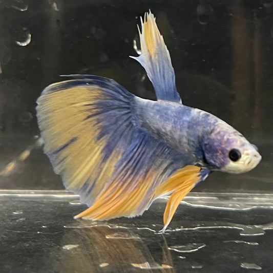 the-fish-farm Male Betta Male Betta - One Only - 9 Choose your favourite Male Betta from The Fish Farm Australia