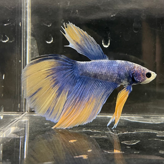 the-fish-farm Male Betta Male Betta - One Only - 9 Choose your favourite Male Betta from The Fish Farm Australia